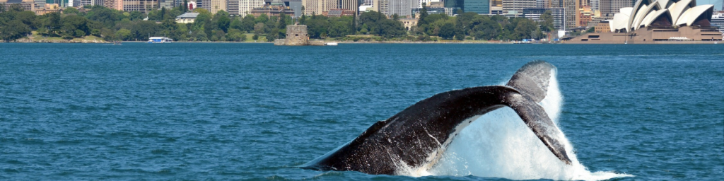 WHALE WATCHING SYDNEY